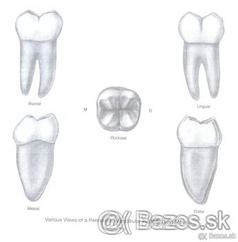 Dentálna hygiena - Prešov, podklady na prijímačky