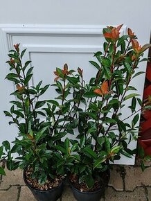 Photinia