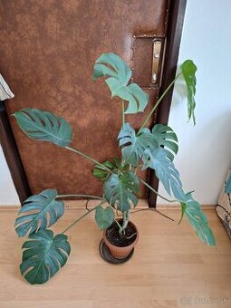 Monstera deliciosa