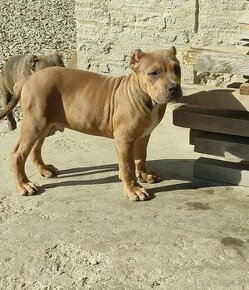 American bully