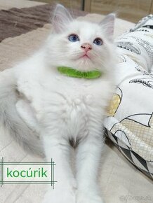 Ragdoll mačiatka