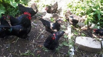 Nosnice  Australorp nasadove vajcia