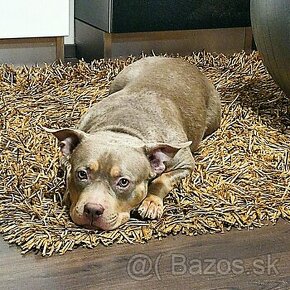 American Bully - 1