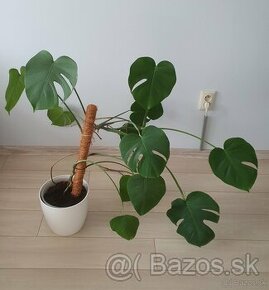 Monstera