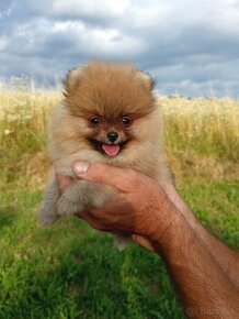 Pomeranian