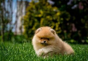 Pomeranian