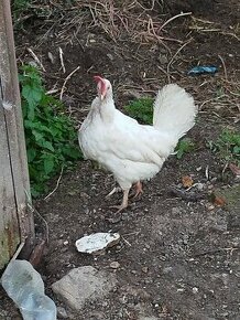 Leghorn