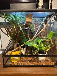 Terarium