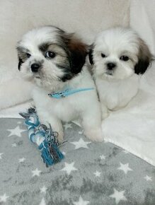 Shi-tzu, Shih-tzu, sicu, shicu,