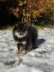 Pomeranian