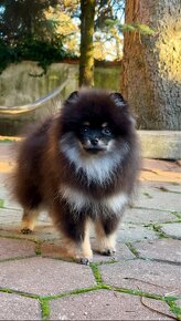 Pomeranian