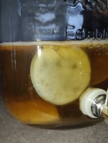 Kombucha scoby