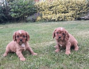 Cavalier king charles spaniel