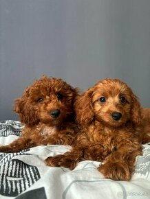 Cavapoo