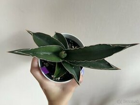 Sansevieria Samurai Svokrine jazyky