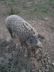 MANGALICA