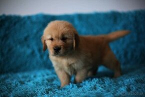 GOLDEN RETRIEVER-zlaty retrivr, zlaty retriever , american G