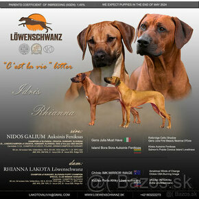 Rhodesian Ridgeback s PP