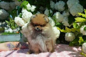 Pomeranian s FCI PP - orange