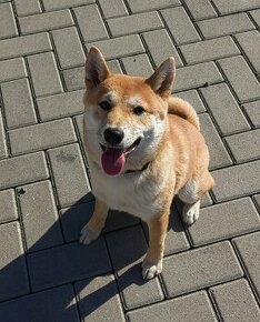 Shiba inu