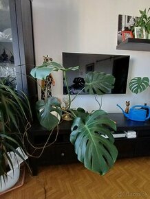 Monstera