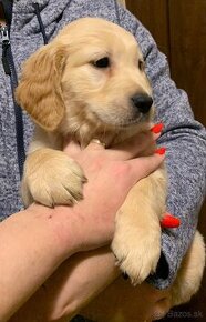 Predam Šteniatka Golden Retriever