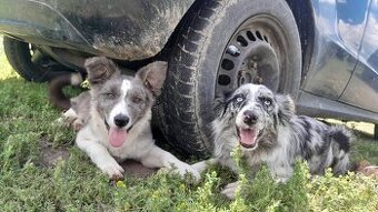 Border kolia blue merle