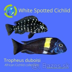 Tropheus dubois - 1