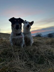 Jack russel terier