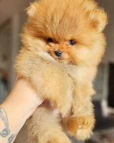 Pomeranian mini Boo