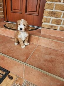 Cavapoo