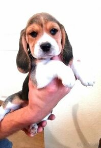 Beagle-Bigel