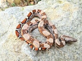 Veľhad Královský-Boa Constrictor