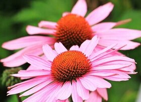 Echinacea hybridná - 1