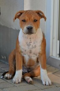 Staffordshire Bull Terrier - stafordšírsky bulteriér