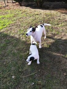 Jack Russel tricolour fenka