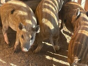 Mangalica Durok odstavcata - 1