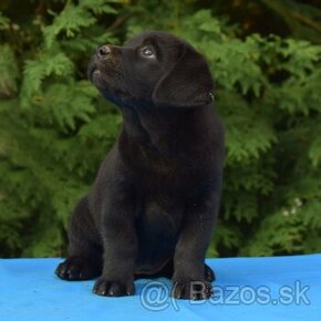 Labrador retriever čierny s PP