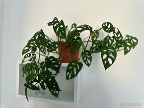 Monstera adansonii predaj/vymena