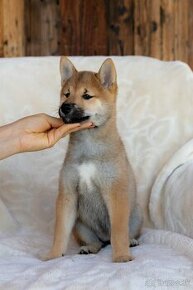 Shiba