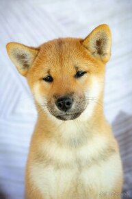 Shiba inu