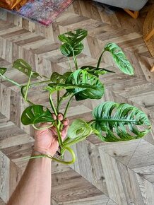 Monstera Adansonii albo reverted