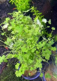 Hydrocotyle tripartita sp. Japan