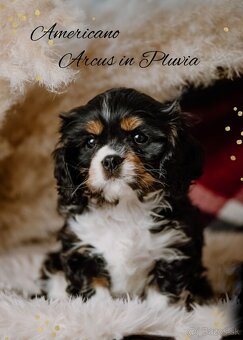 Cavalier King Charles Spaniel s PP