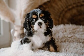 Cavalier King Charles Spaniel s PP