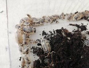 Porcellio laevis...