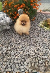 Pomeranian