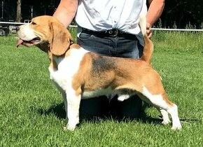 Beagle Bígel  Bigl  FCI - krytie