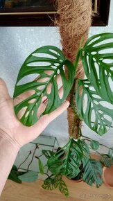 Monstera Adansonii Laniata