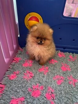 Pomeranian